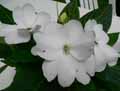 Impatiens x hawkeri