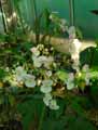 Begonia Estrada