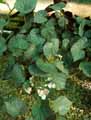 Begonia Mirage