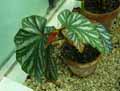 Begonia Orpha c fox