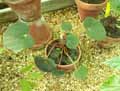 Begonia acetosa
