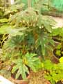 Begonia aconitifolia