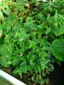 Begonia acutifolia