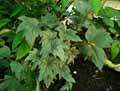 Begonia acutifolia
