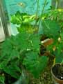 Begonia acutiloba
