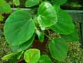 Begonia ampla