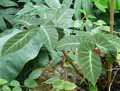 Begonia angularis var. alata