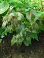 Begonia augustae