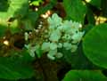 Begonia barkeri