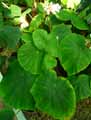 Begonia barkeri