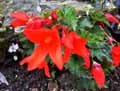 Begonia boliviensis x