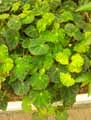 Begonia bowerae