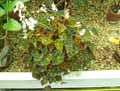 Begonia bowerae