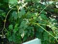 Begonia cardiocarpa