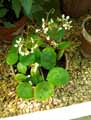 Begonia conchifolia