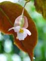 Begonia coralina