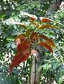 Begonia coralina