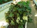 Begonia deliciosa