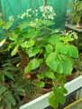 Begonia dichotoma