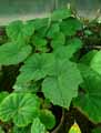 Begonia emeiensis