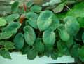 Begonia epipsila