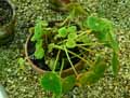 Begonia ficicola