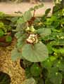 Begonia fischeri, Begonia Tovarensis