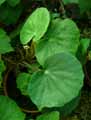 Begonia floccifera