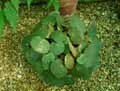 Begonia fluminensis
