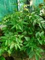 Begonia fuscocaulis