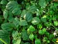 Begonia glabra