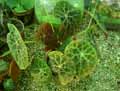 Begonia goegoensis
