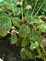 Begonia goegoensis