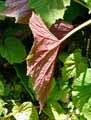 Begonia grandis