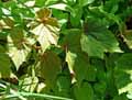 Begonia grandis