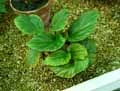 Begonia hatacoa var. rubrifolia