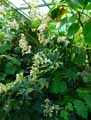 Begonia heracleifolia