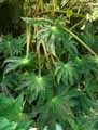 Begonia heracleifolia var. nigricans