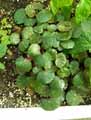 Begonia humilis var porteriana