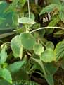 Begonia incana