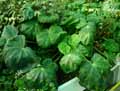 Begonia karwinskyana