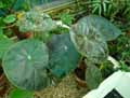 Begonia kautskyana