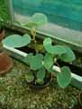 Begonia kuhlmannii