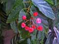 Begonia maculata