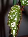 Begonia maculata