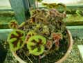 Begonia masoniana