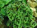 Begonia masoniana