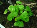 Begonia mindoro Pink