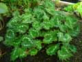 Begonia palmata var. palmata