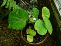 Begonia peninsulae